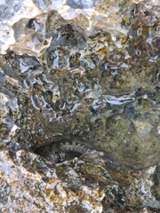 Istiblennius