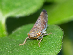 Fieberiella pulcherrima