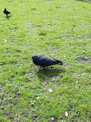 Columba livia domestica