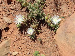 Drosanthemum framesii