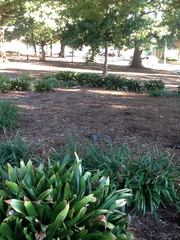 Sciurus carolinensis