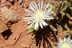 Drosanthemum framesii