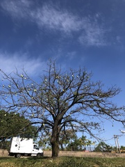 Ceiba speciosa