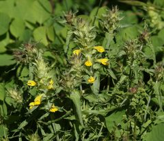 Melampyrum carstiense