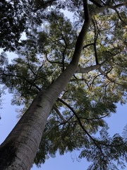 Schizolobium parahyba