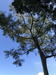 Schizolobium parahyba