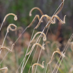 Ctenium aromaticum