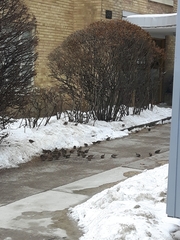 Passer domesticus