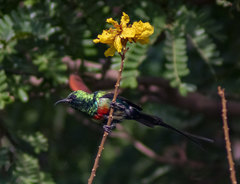 Cinnyris pulchellus