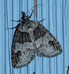 Hydriomena divisaria