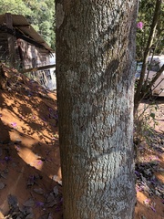 Handroanthus impetiginosus