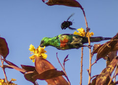 Cinnyris pulchellus