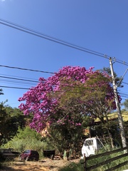 Handroanthus impetiginosus