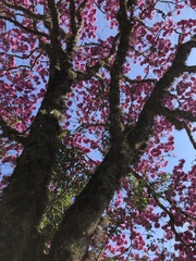 Handroanthus impetiginosus