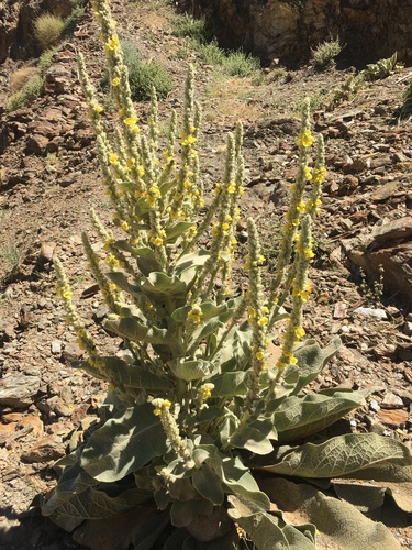 Verbascum pulverulentum image