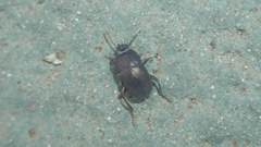Blindus strigosus