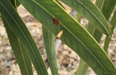 Hemibela