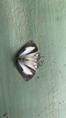 Tajuria maculata