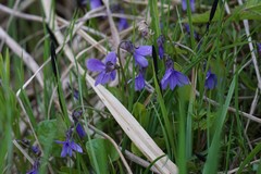 Viola uliginosa