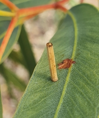 Hemibela