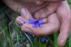 Viola uliginosa
