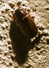 Phyllophaga bruneri