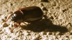Phyllophaga bruneri