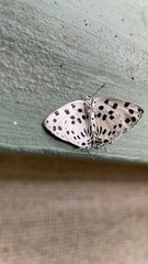 Tajuria maculata