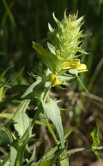 Melampyrum carstiense