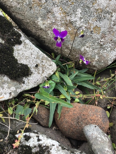 Viola betonicifolia iNat (3)
