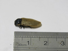 Temognatha