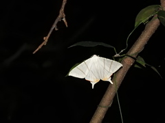 Ourapteryx marginata