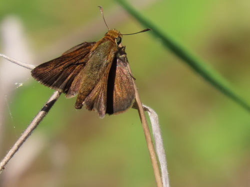 Dun Skipper photo 4