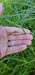Carex trichocarpa
