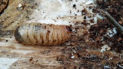 Protaetia speciosissima
