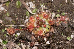 Drosera platystigma