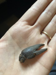 Austropotamobius pallipes