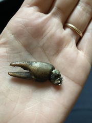 Austropotamobius pallipes