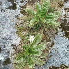 Hypochaeris sessiliflora