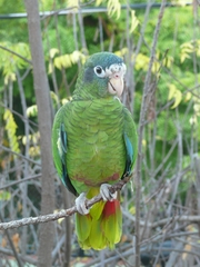 Amazona ventralis