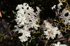 Pulchrocladia ferdinandii