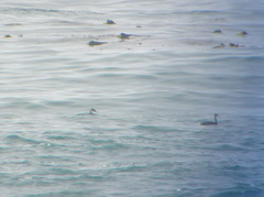 Aechmophorus occidentalis