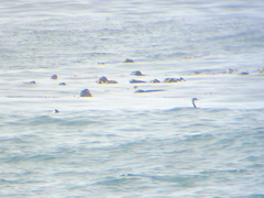 Aechmophorus occidentalis