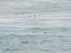 Aechmophorus occidentalis