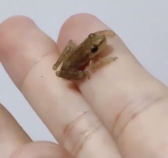 Scinax fuscomarginatus