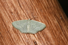 Phaiogramma stibolepida