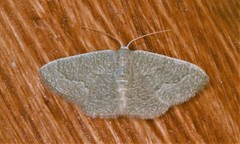 Phaiogramma stibolepida