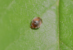 Scymnus subvillosus