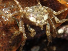 Amarinus