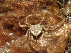 Amarinus